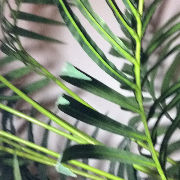 Meet your Posher, Lucie - Picture 1 of 1